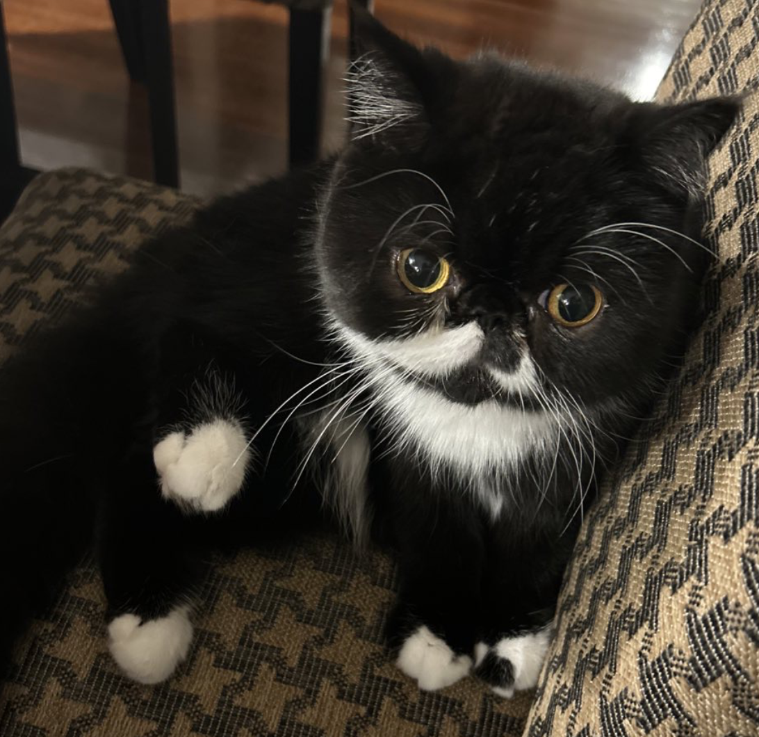 Moe, a black and white cat, sitting on a chair