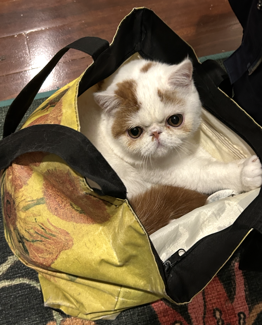 Sou, a white and ginger cat, sitting inside a bag